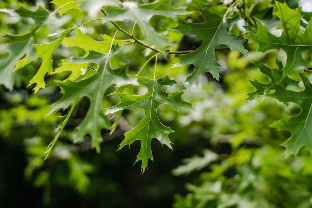 Nuttall Oak – Shipping Fall 2026