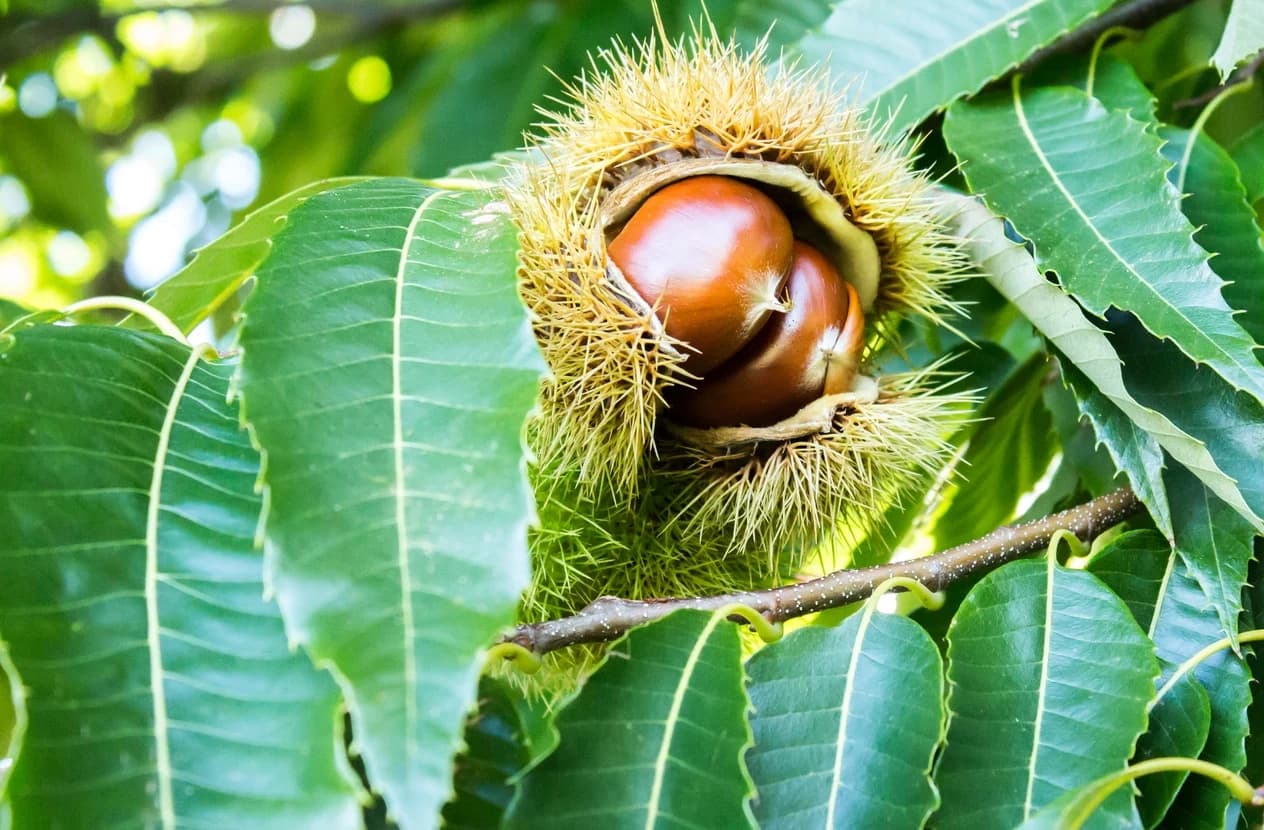 Hybrid Chestnut Trees – Shipping Fall 2026