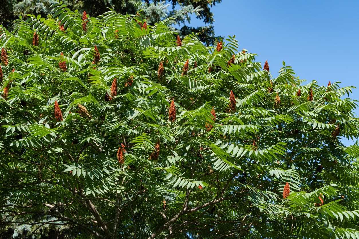 Smooth Sumac – Shipping Fall 2026 - thumbnail 2