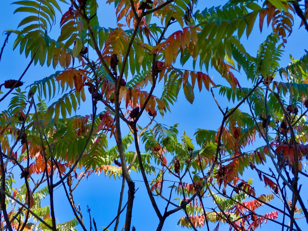 Smooth Sumac – Shipping Fall 2026 - thumbnail 3