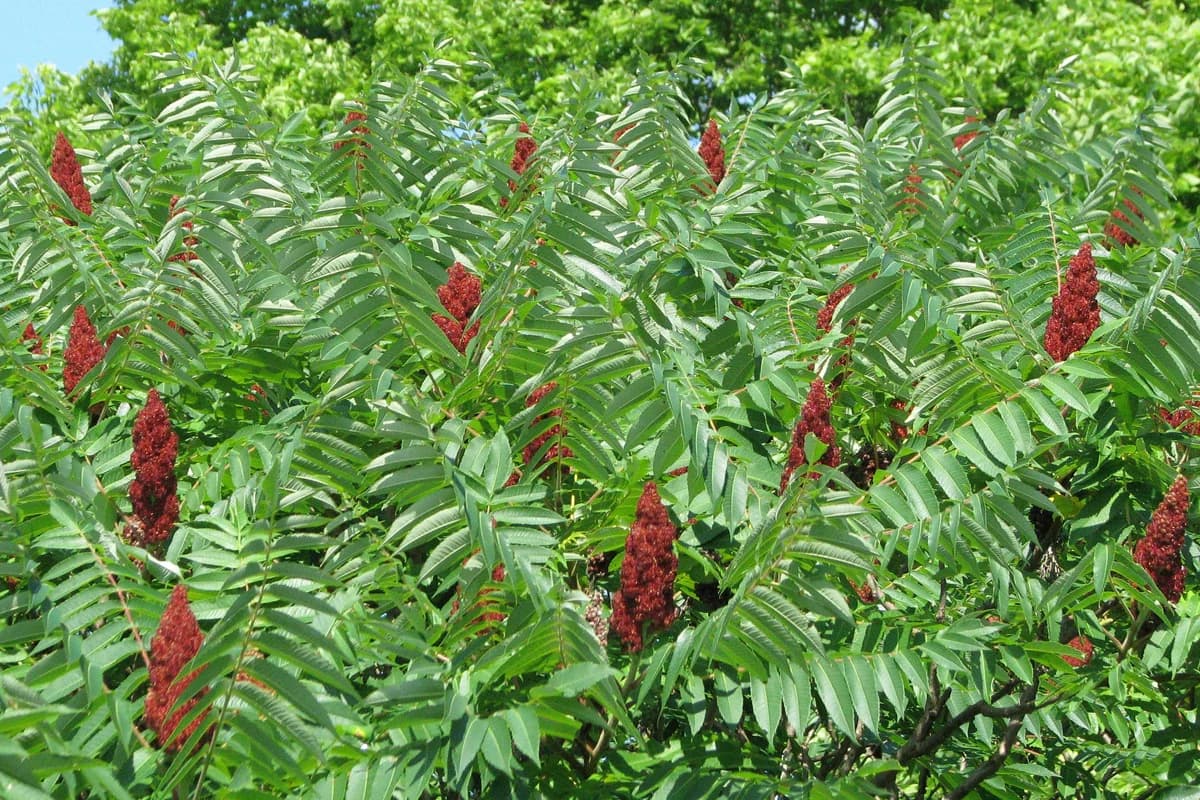 Smooth Sumac – Shipping Fall 2026