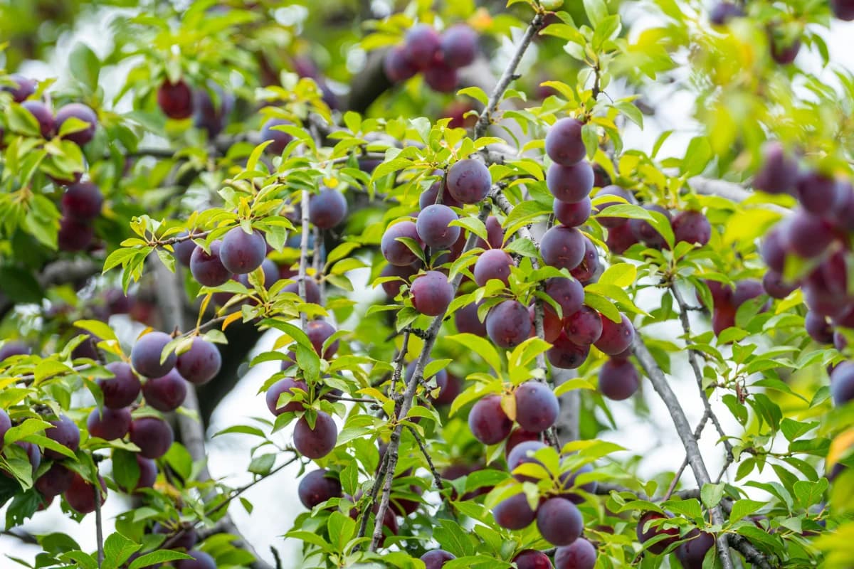 Santa Rosa Plum – Shipping Fall 2026