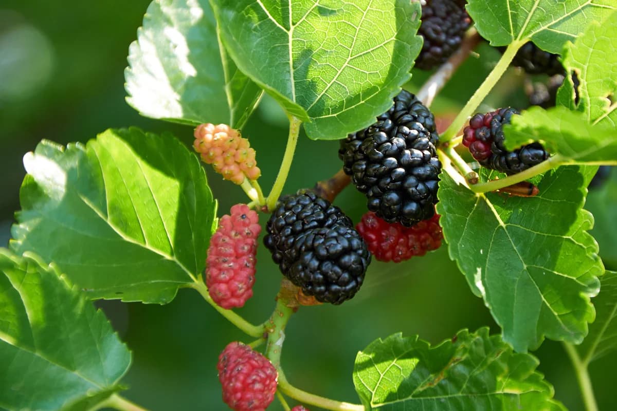 Mulberry – Shipping Fall 2026