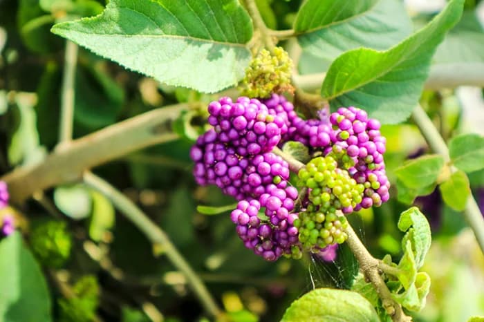 American Beautyberry – Shipping Fall 2026