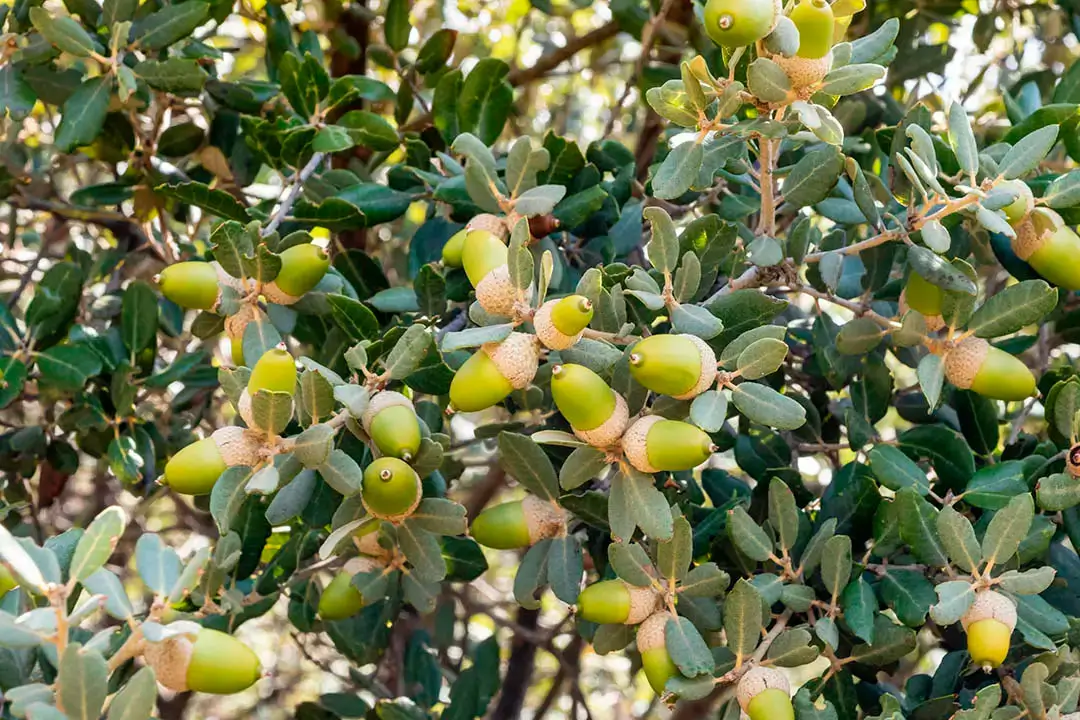 Dr. Deer Live Oak – Shipping Fall 2026