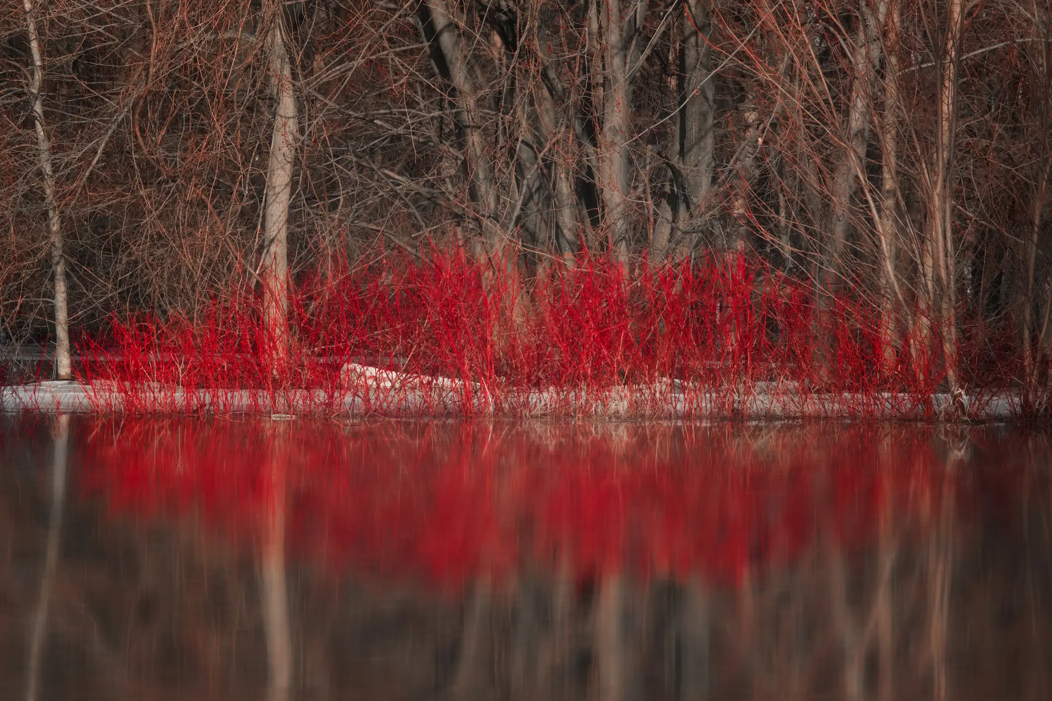 Red Osier Dogwood - thumbnail 2