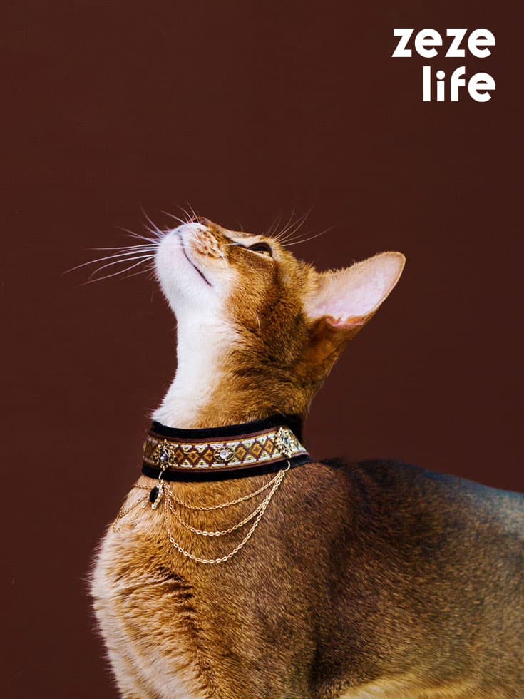 Noble Velvet Black Cat Collar - thumbnail 2