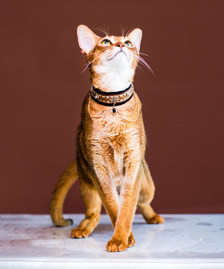 Noble Velvet Black Cat Collar - thumbnail 4