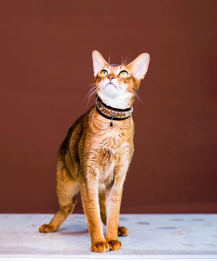 Noble Velvet Black Cat Collar - thumbnail 5