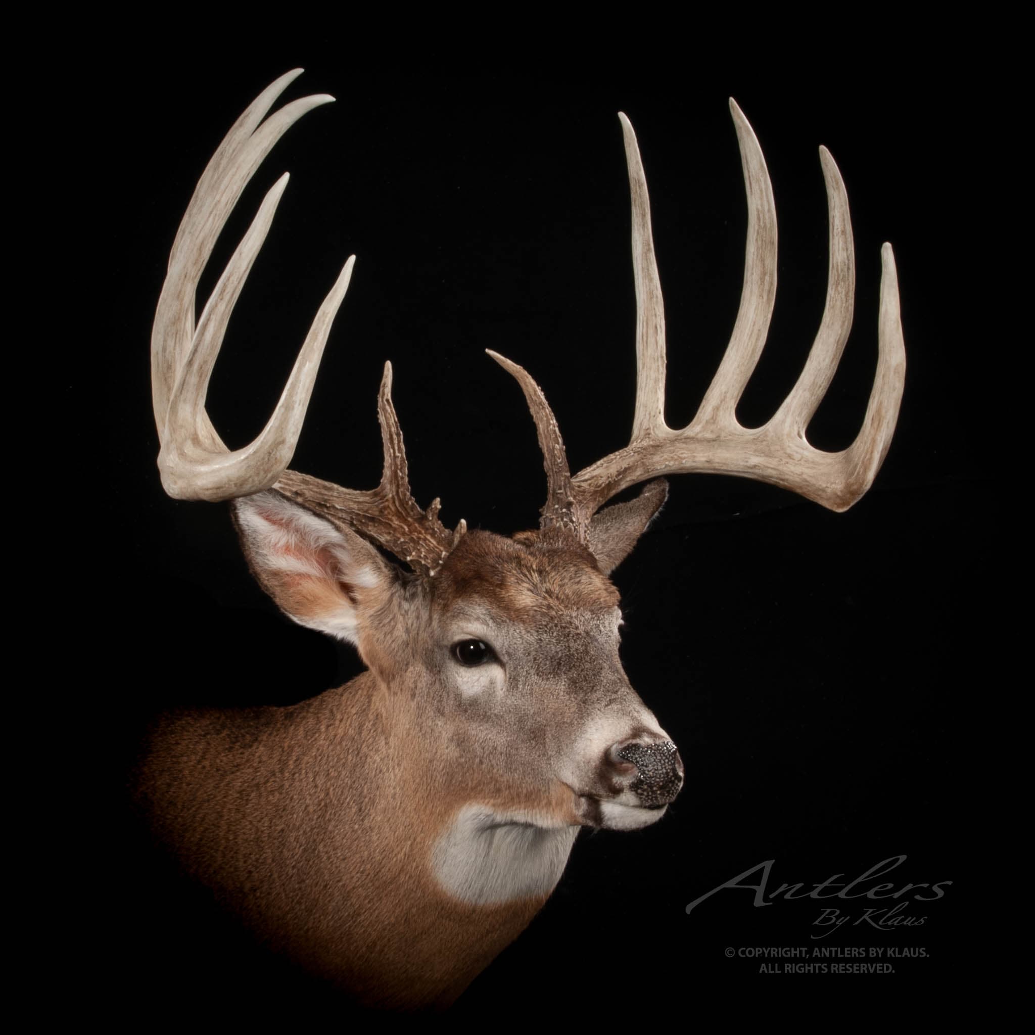 Kent Petry Buck