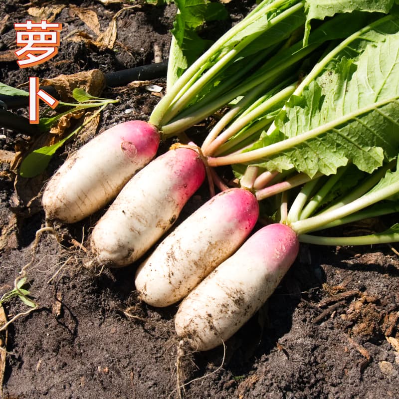 Radish Red Skirt
