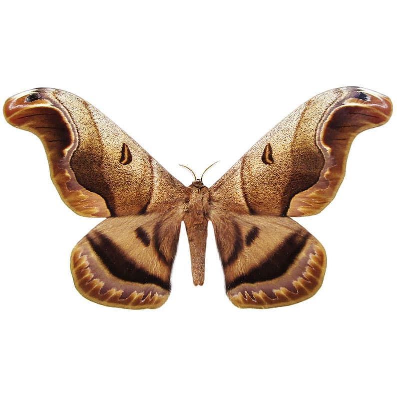 Caio romulus saturn moth Brazil RARE (CIRS)