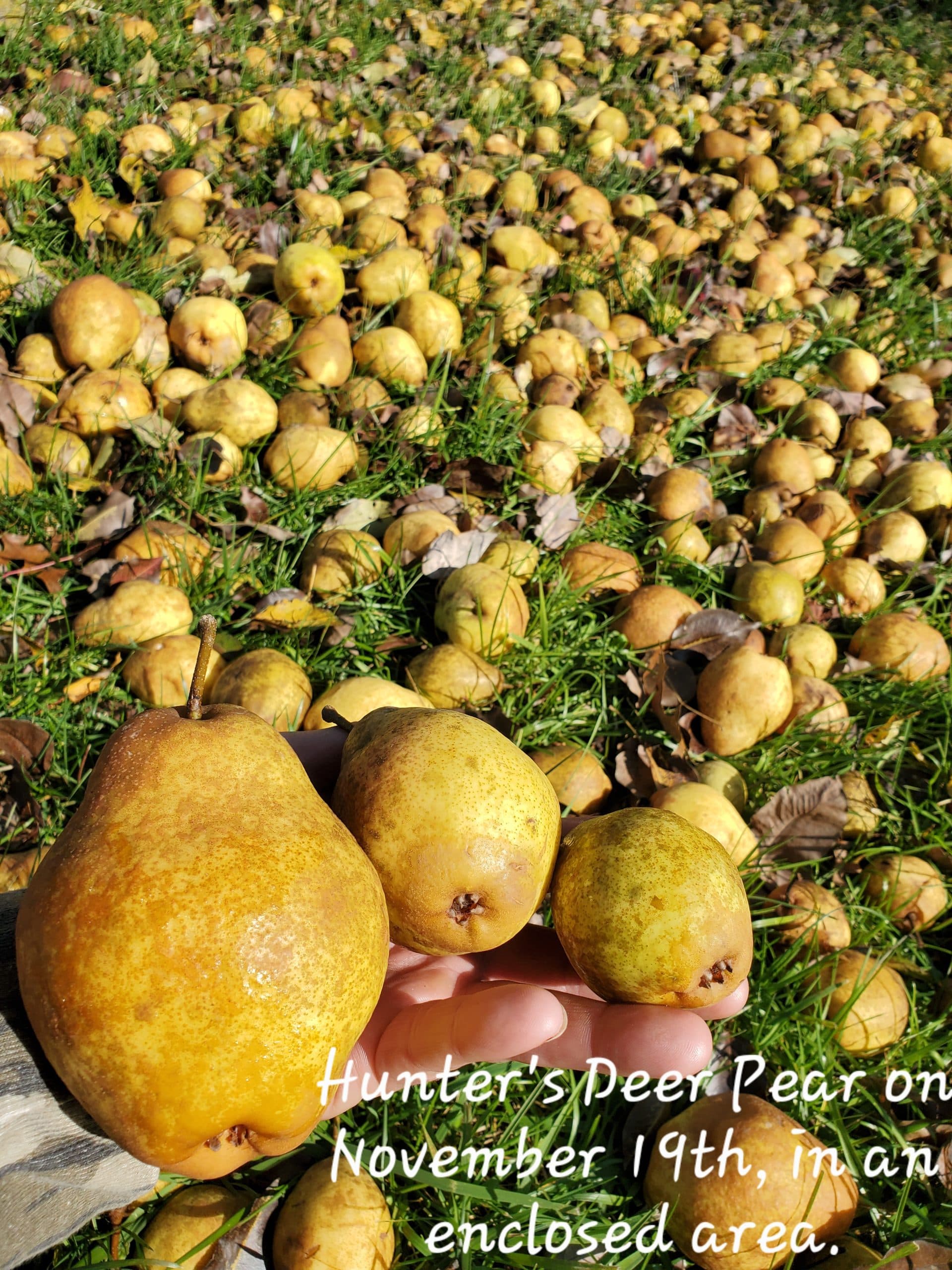Hunter’s Deer Pear™