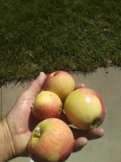 Smitty’s Seedling Apple