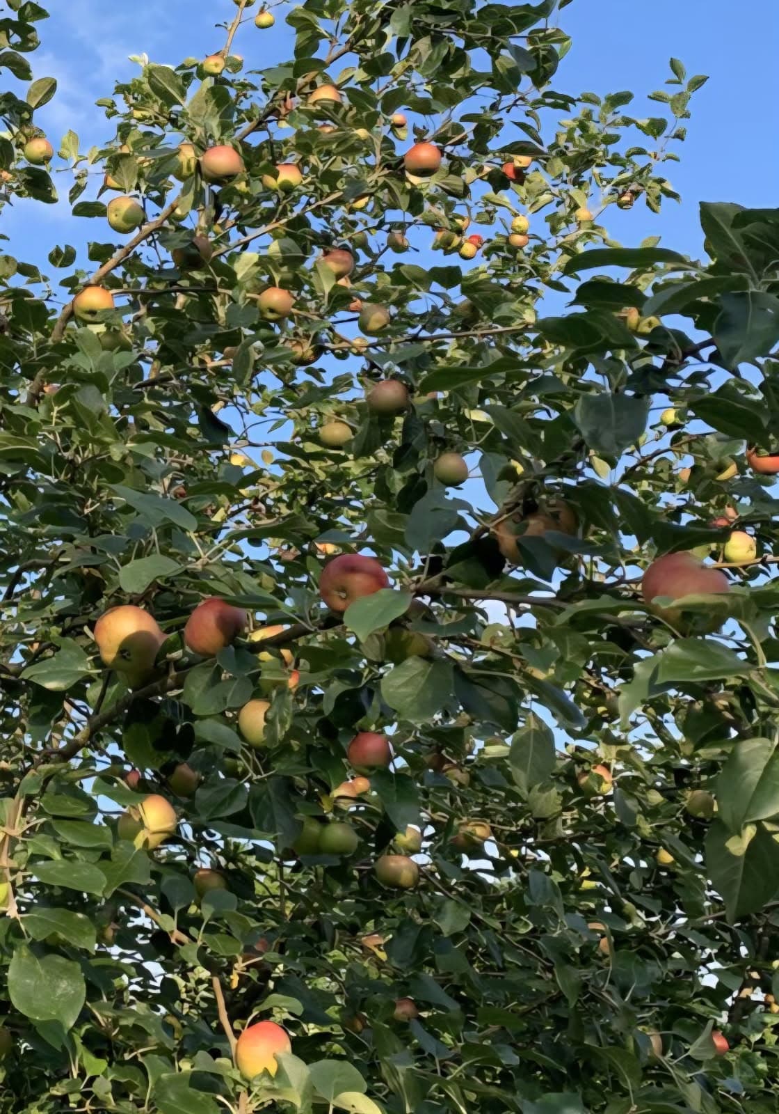 Striped June apple