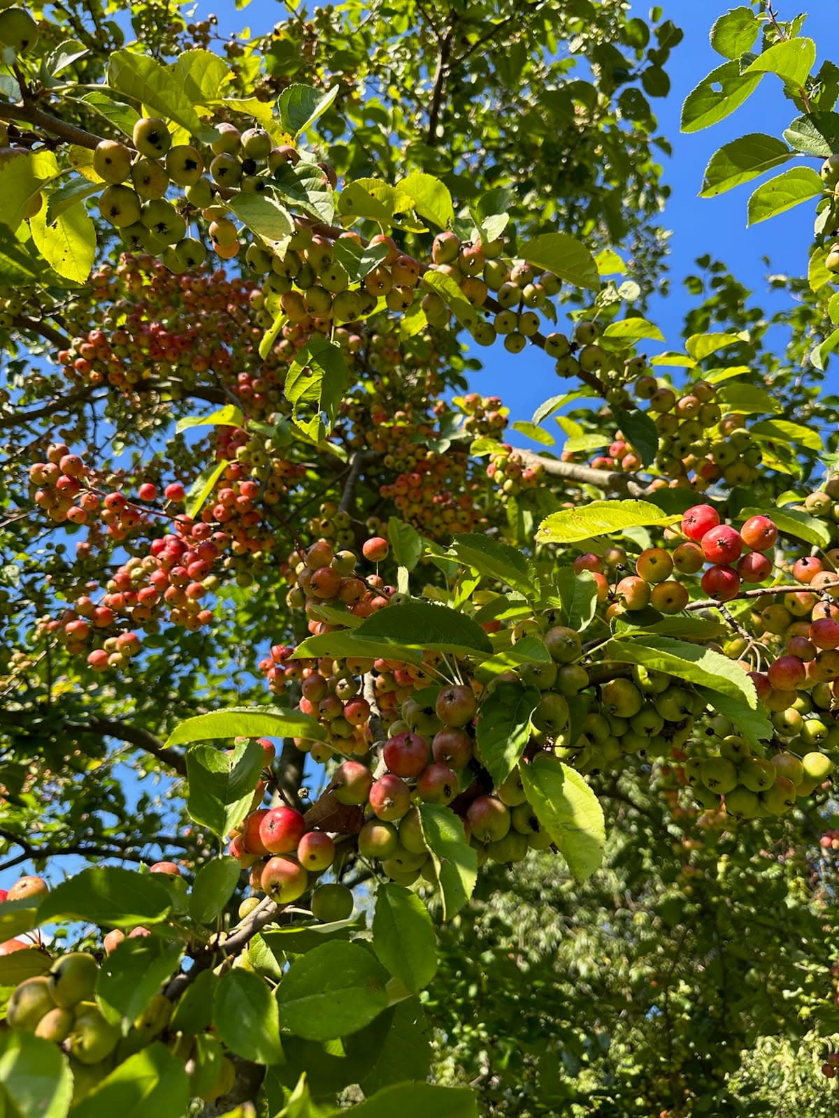 CrimsonRub™ Crabapple