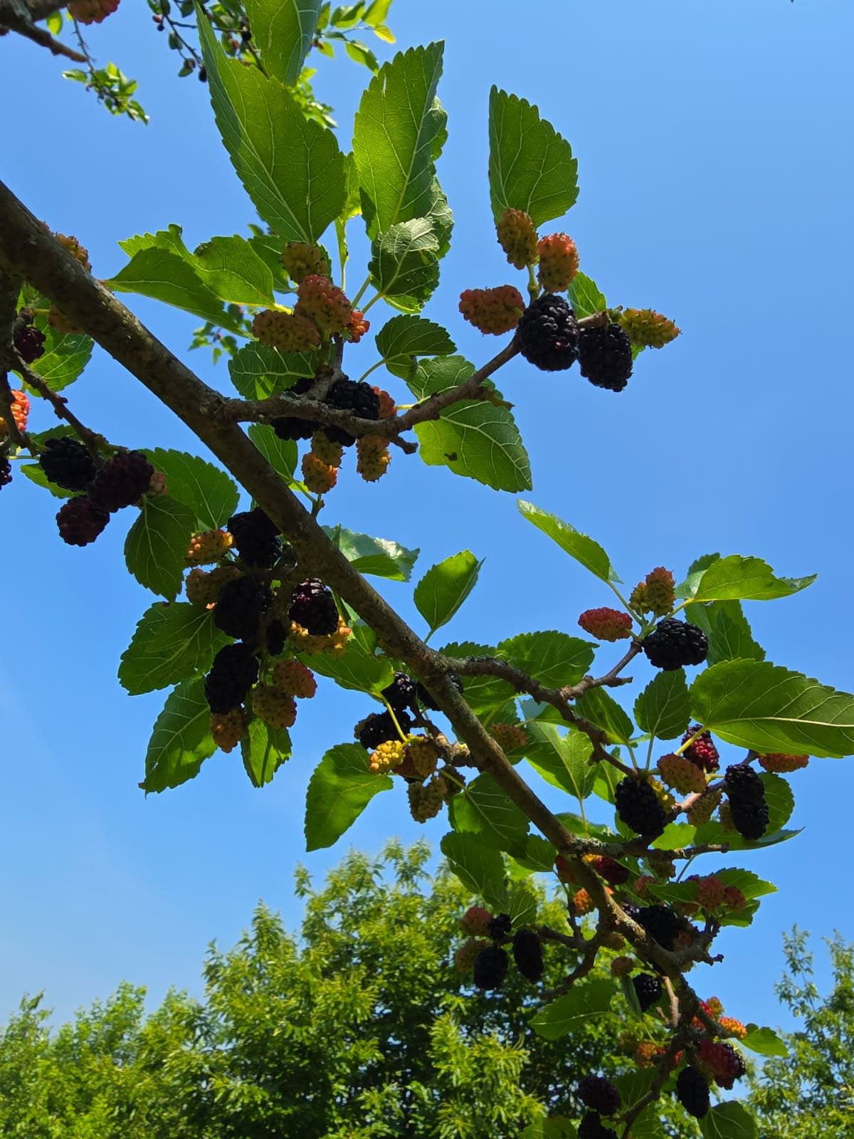 PennsylvaniaDelight™ Mulberry