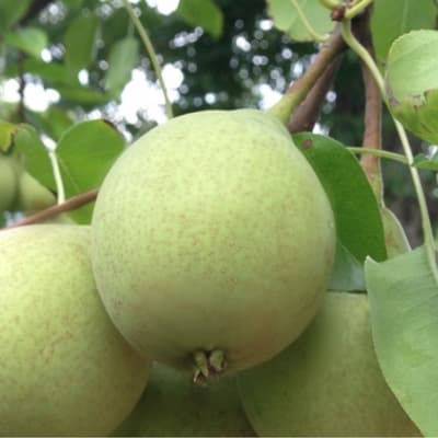 Southern Bartlett Pear Tree