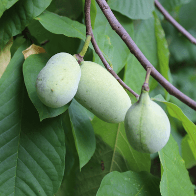 Allegheny Pawpaw Tree
