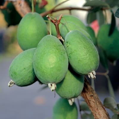 Kaiteri Pineapple Guava Bush