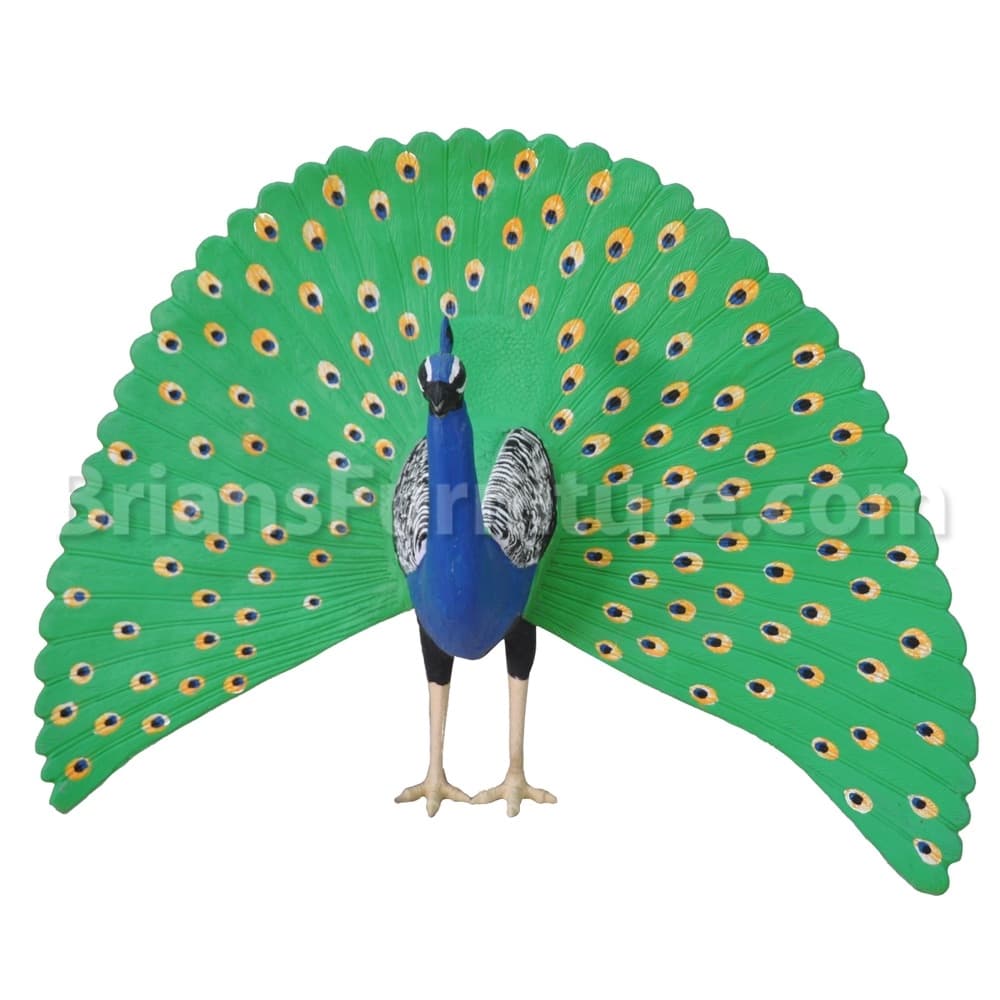 Peacock With Feathers Out