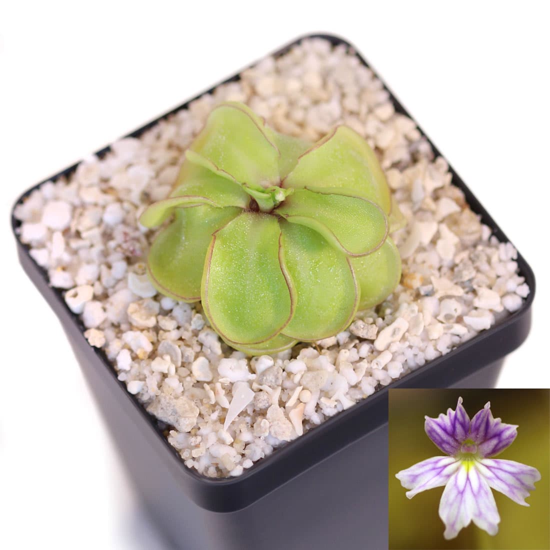 Pinguicula emarginata
