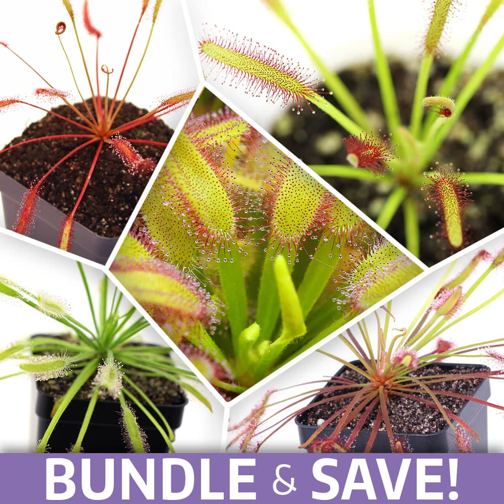 Capensis Craze Sundew Collection