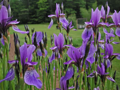 Siberian Iris mix