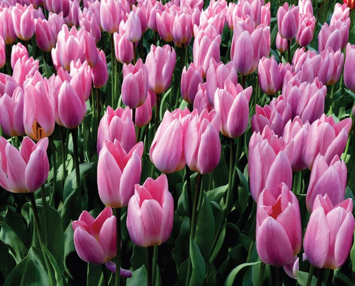 Tulipa – Light and Dreamy®