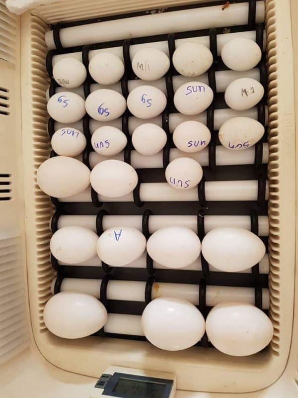Sollomons Island Eclectus Parrot Eggs