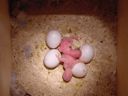 Cockatoo Parrot Eggs