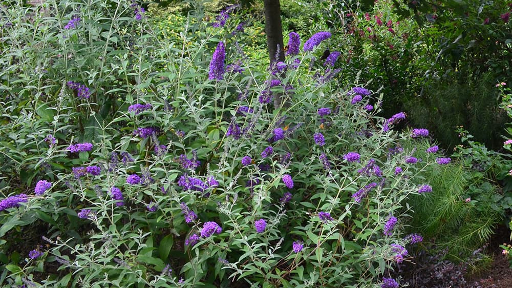 Groovy Grape™ Butterfly Bush