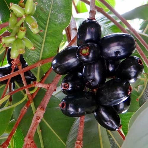 Jamun – Jambul