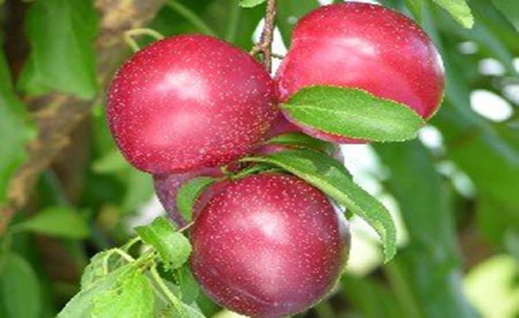 Plum