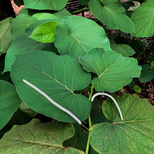 Root Beer Plant 3 Gallon