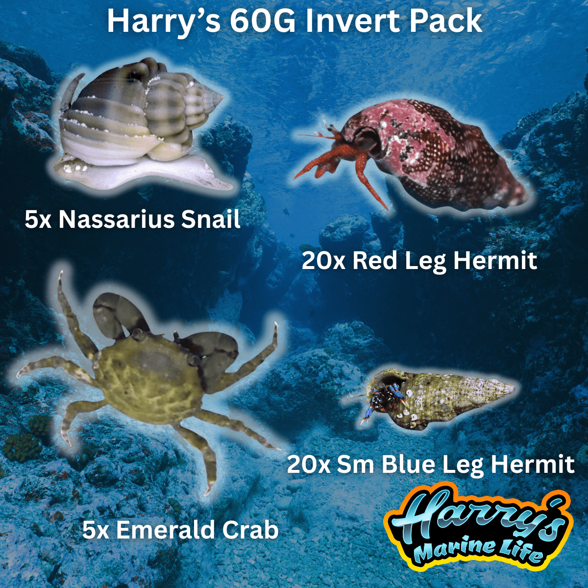 Harry’s 60G Invert Pack (Read Description)