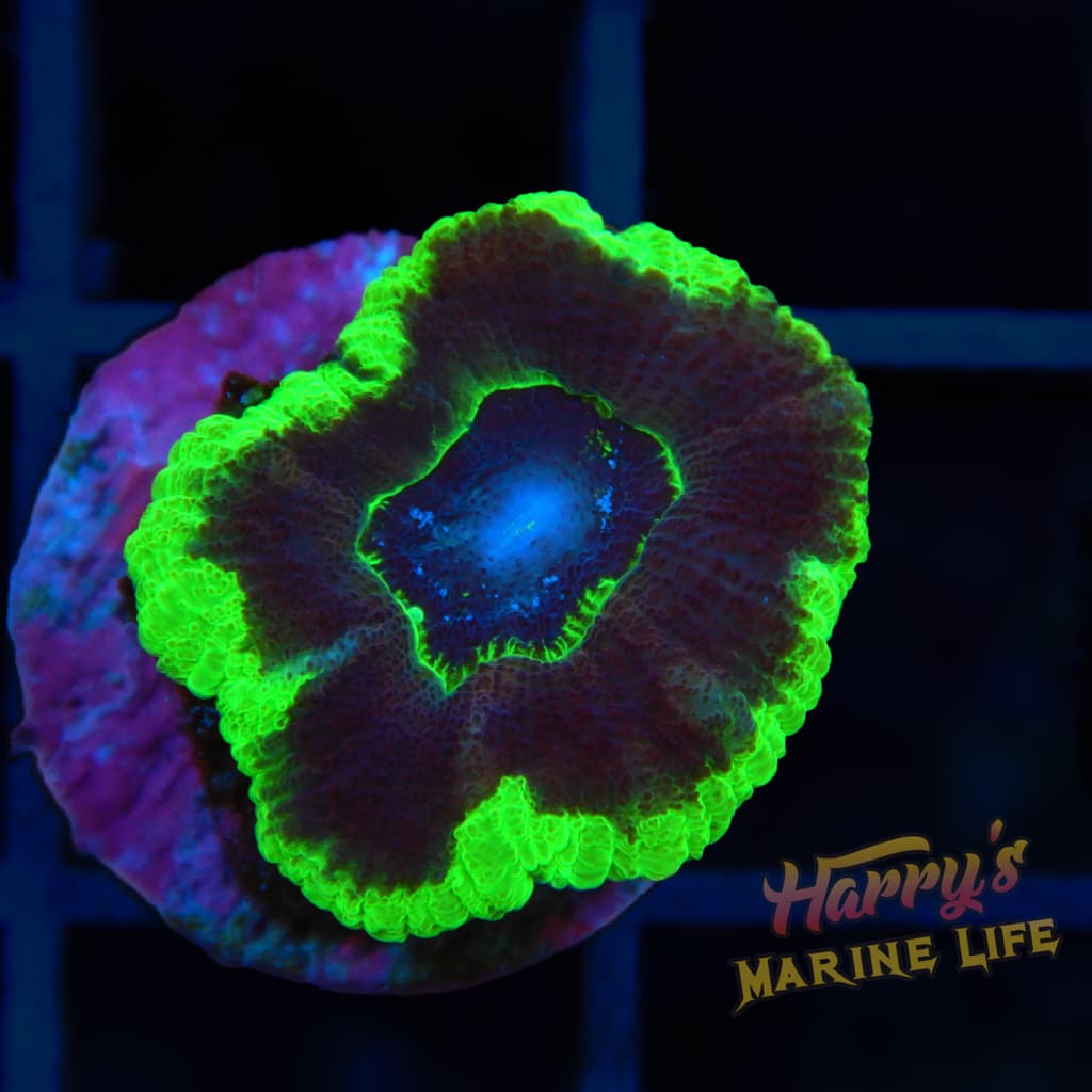 GREEN RIM ACAN 692