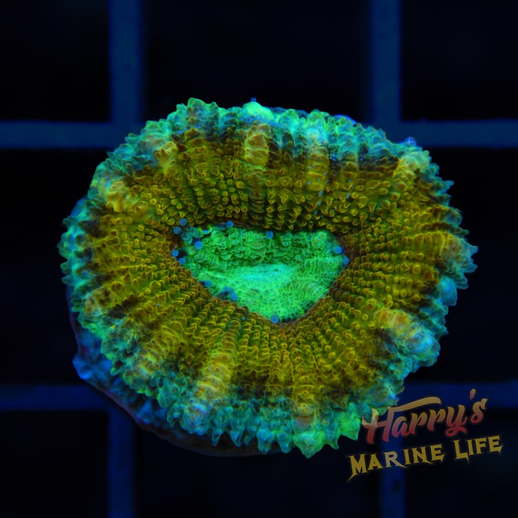 TURQUOISE ACAN 697