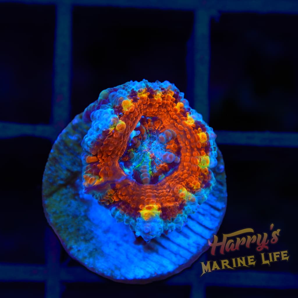 ACAN 880