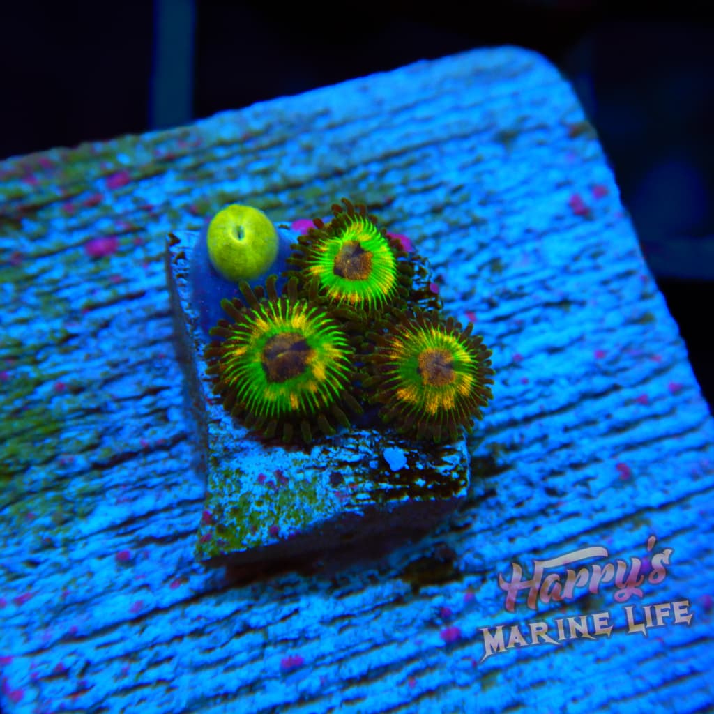 LUIGIS MANSION ZOA 451