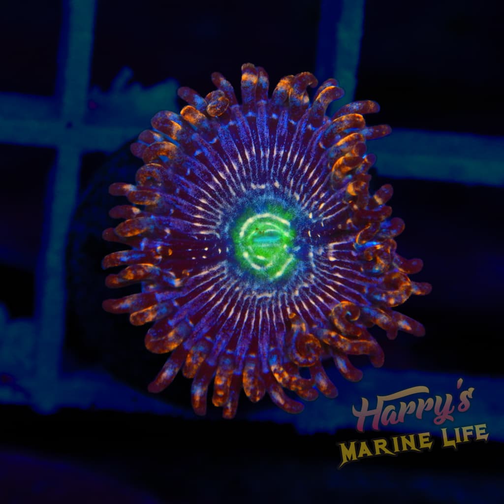 ZOA 272