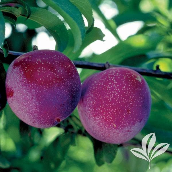 Santa Rosa Plum