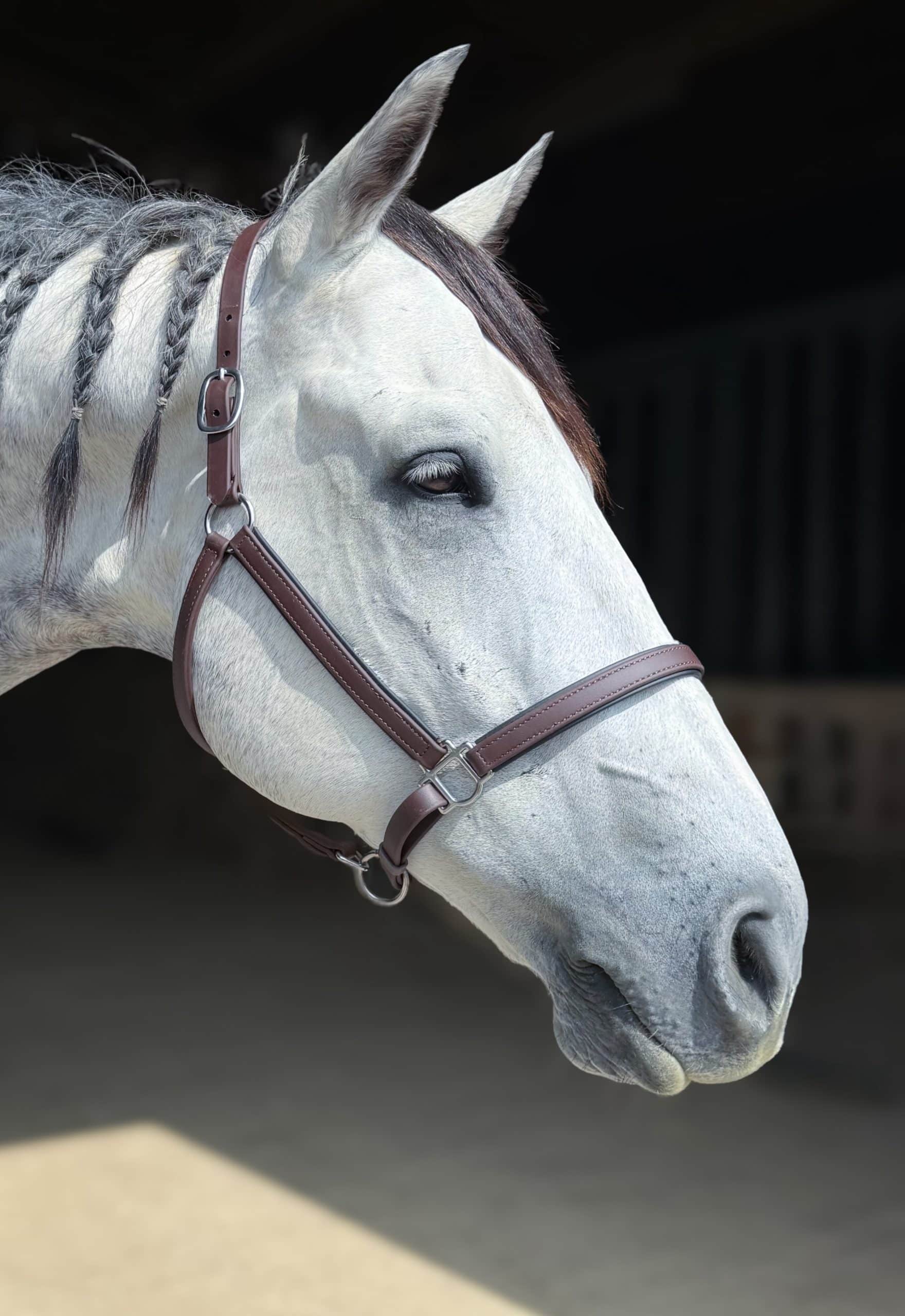 Beta Biothane Halter