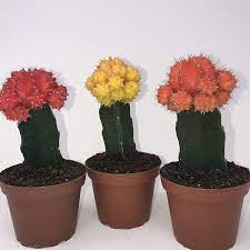 Moon Grafted Color Cactus 2″