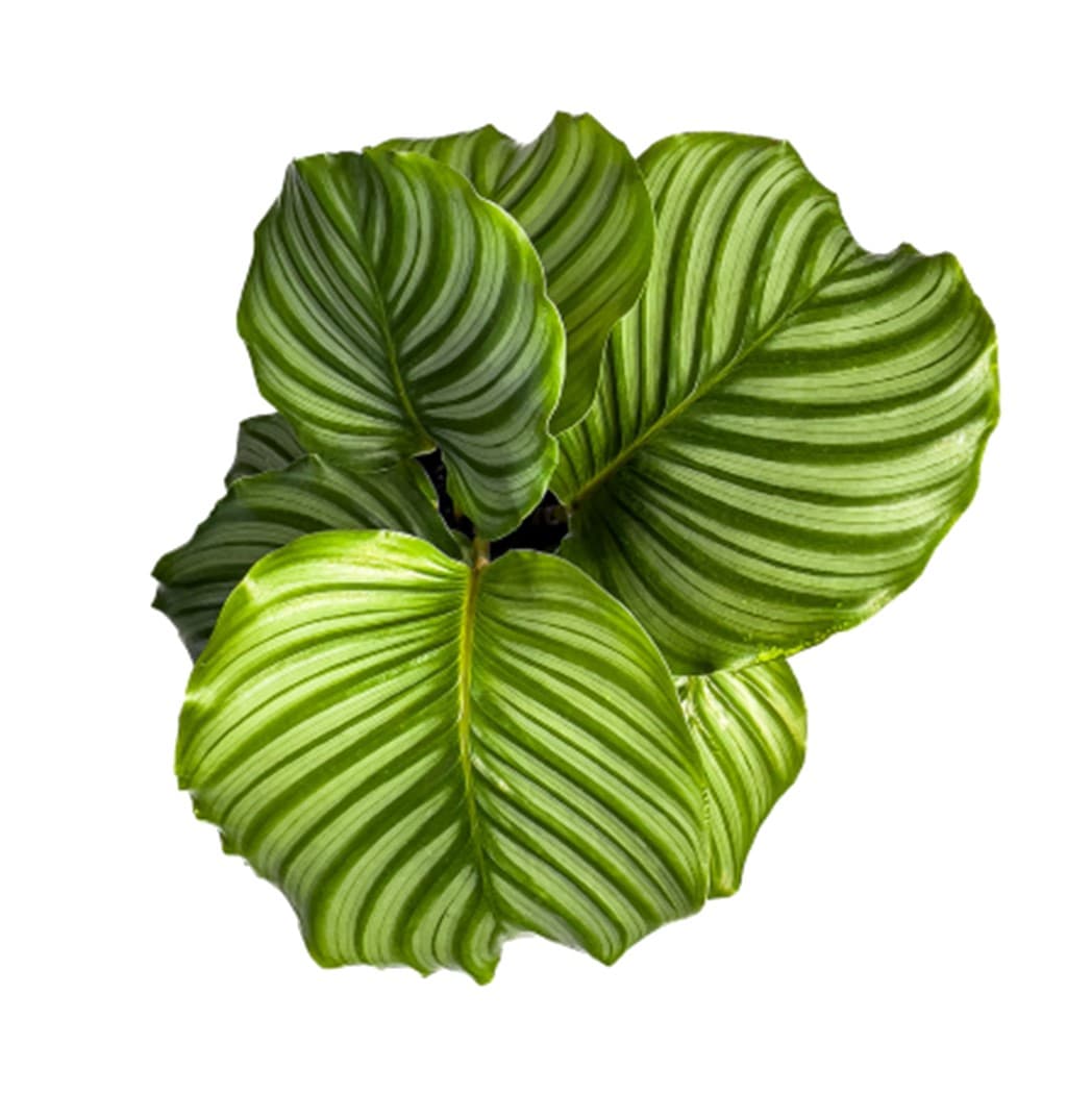 Calathea Orbifolia 6″