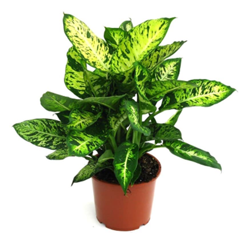 Diefenbachia Compacta 6″