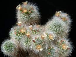 Bacosana Cactus 2″