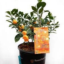 Calamondin Tree 5 Gal.