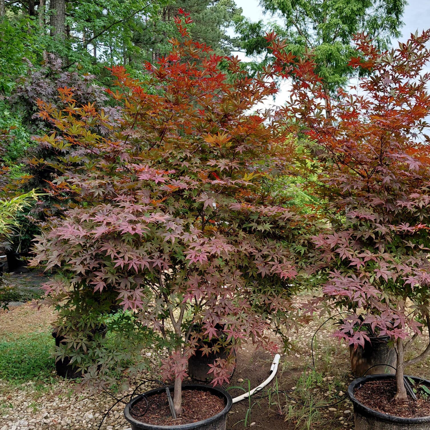 Acer palmatum ‘Emperor 1’ (Japanese Maple)
