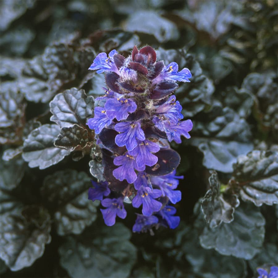 Ajuga reptans ‘Binblasca’ (Black Scallop)